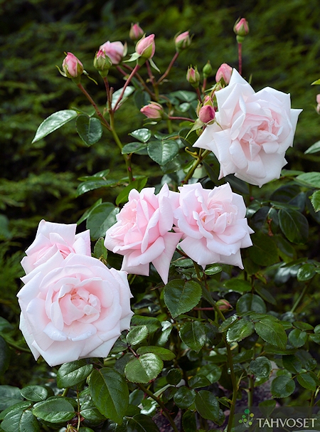 Rosa 'New Dawn', loistok�ynn�sruusu